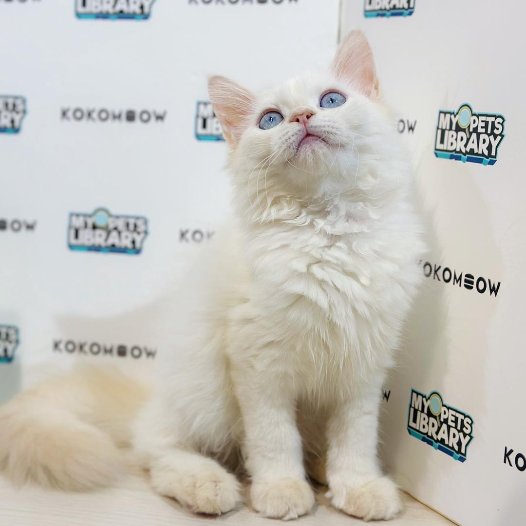 Turkish Angora Persian Kitten