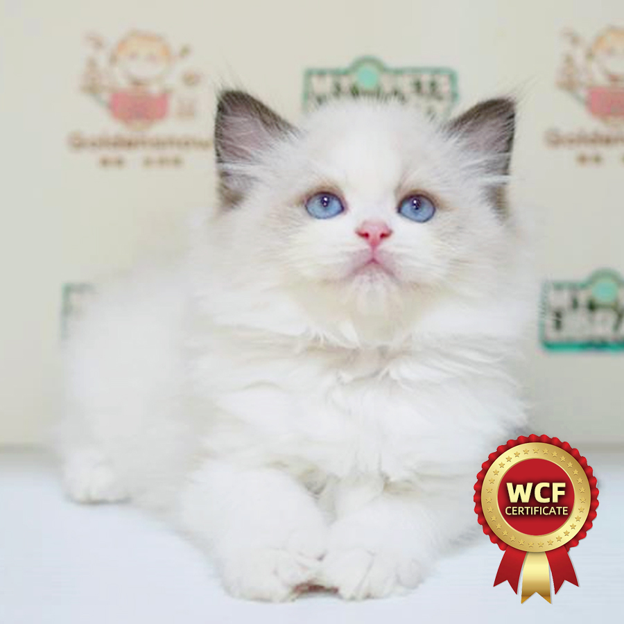 WCF Ragdoll Kitten
