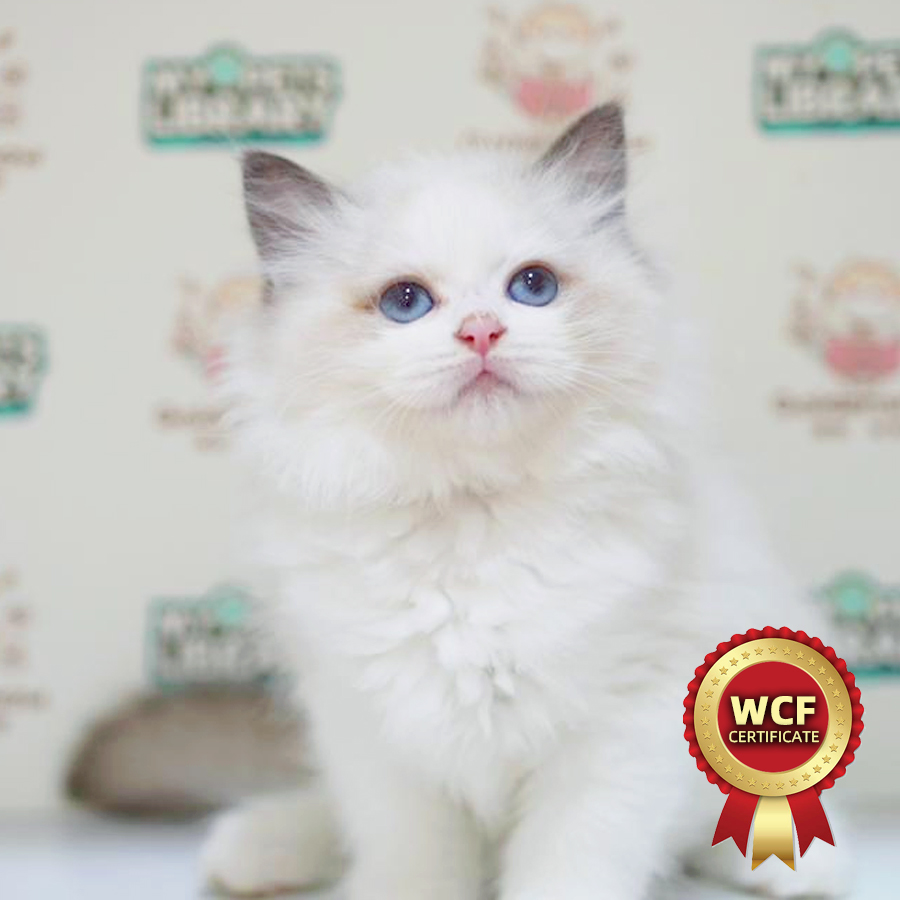 WCF Ragdoll Kitten