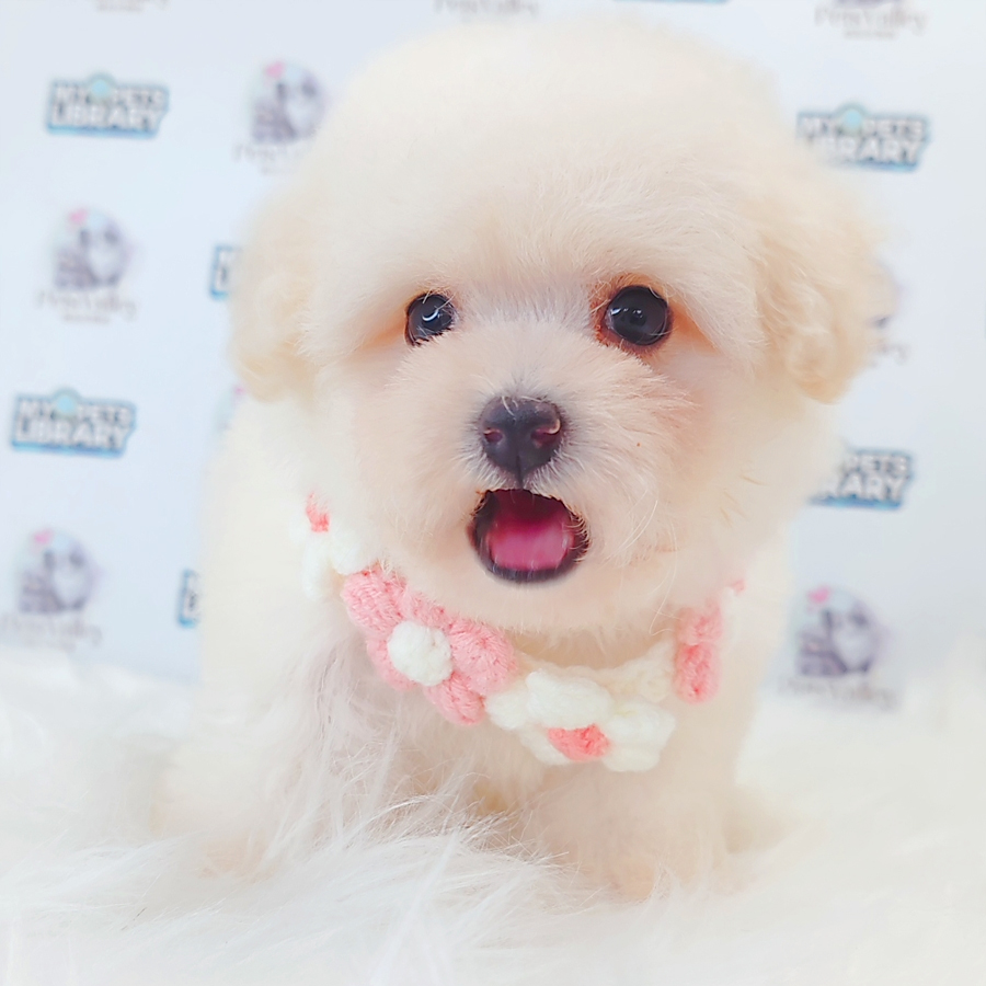 Maltipoo Puppy