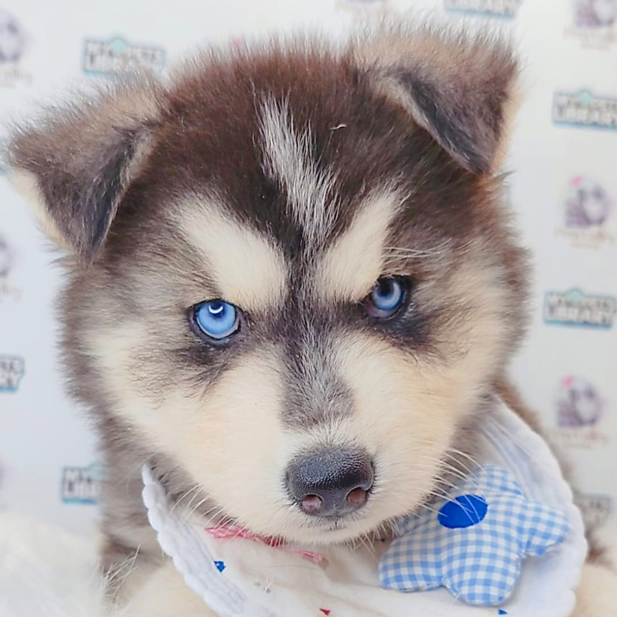 Wooly Husky Puppy