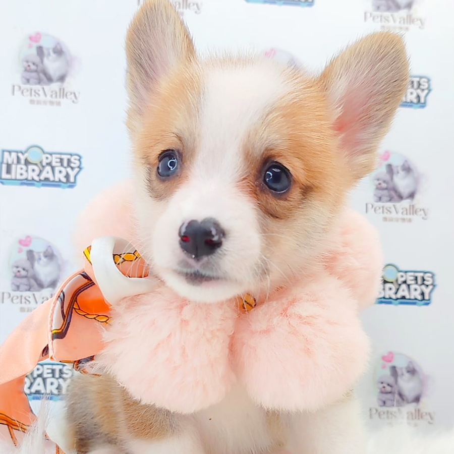 Welsh Corgi Puppy