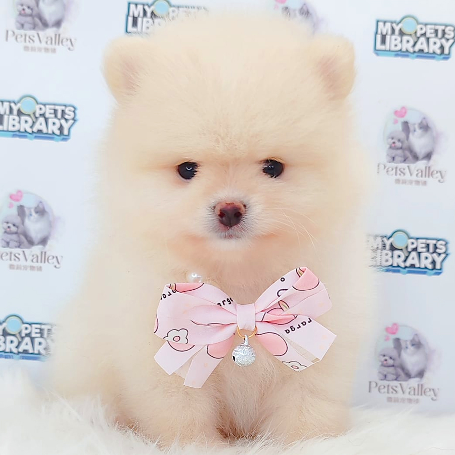 Pomeranian Puppy