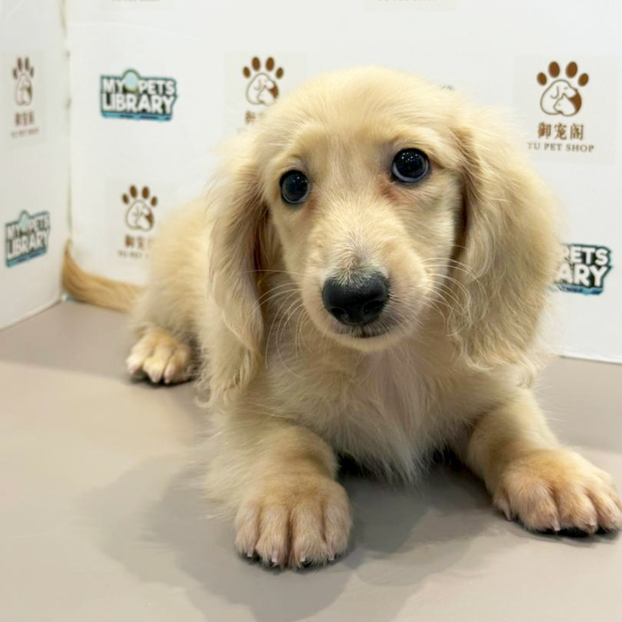 Dachshund Puppy