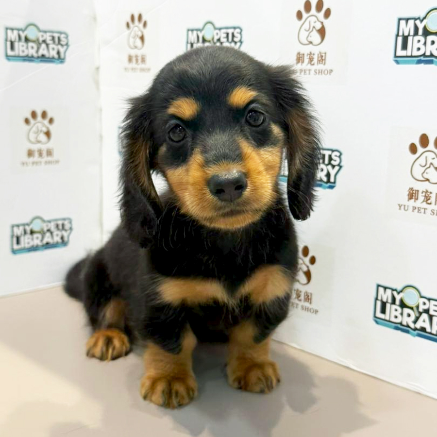 Dachshund Puppy