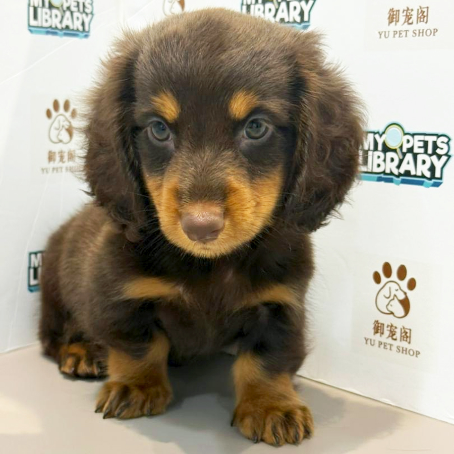 Dachshund Puppy