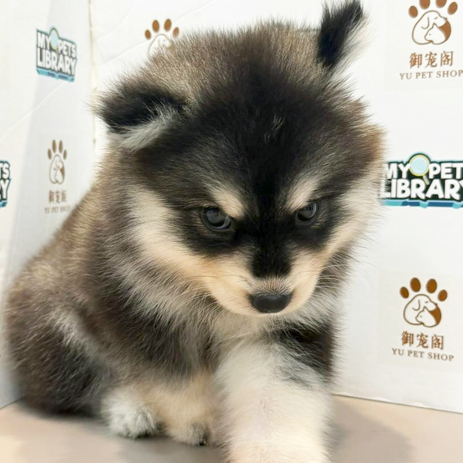 Pomsky Puppy