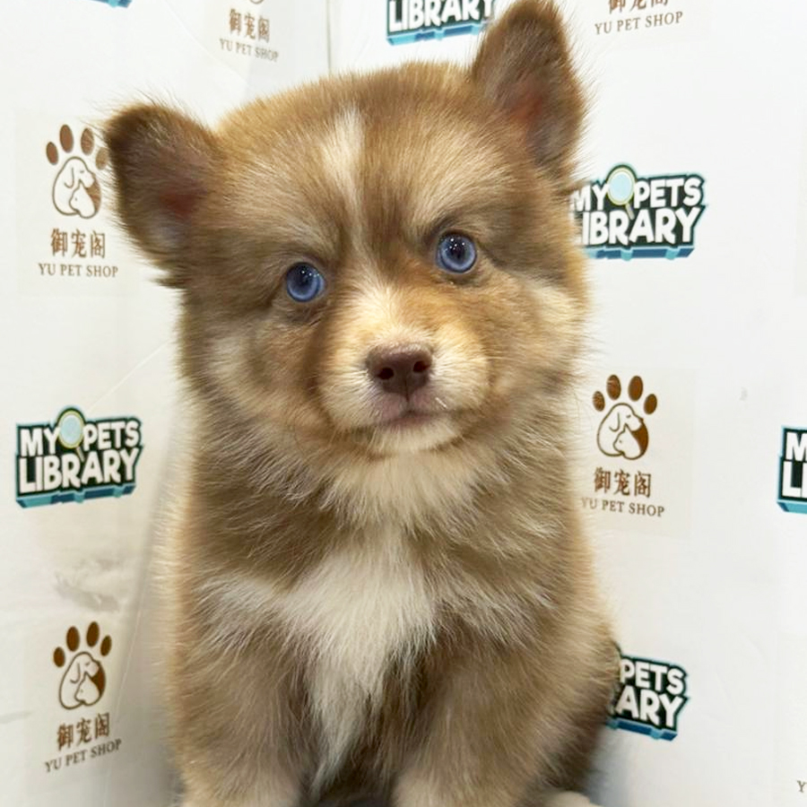 Pomsky Puppy