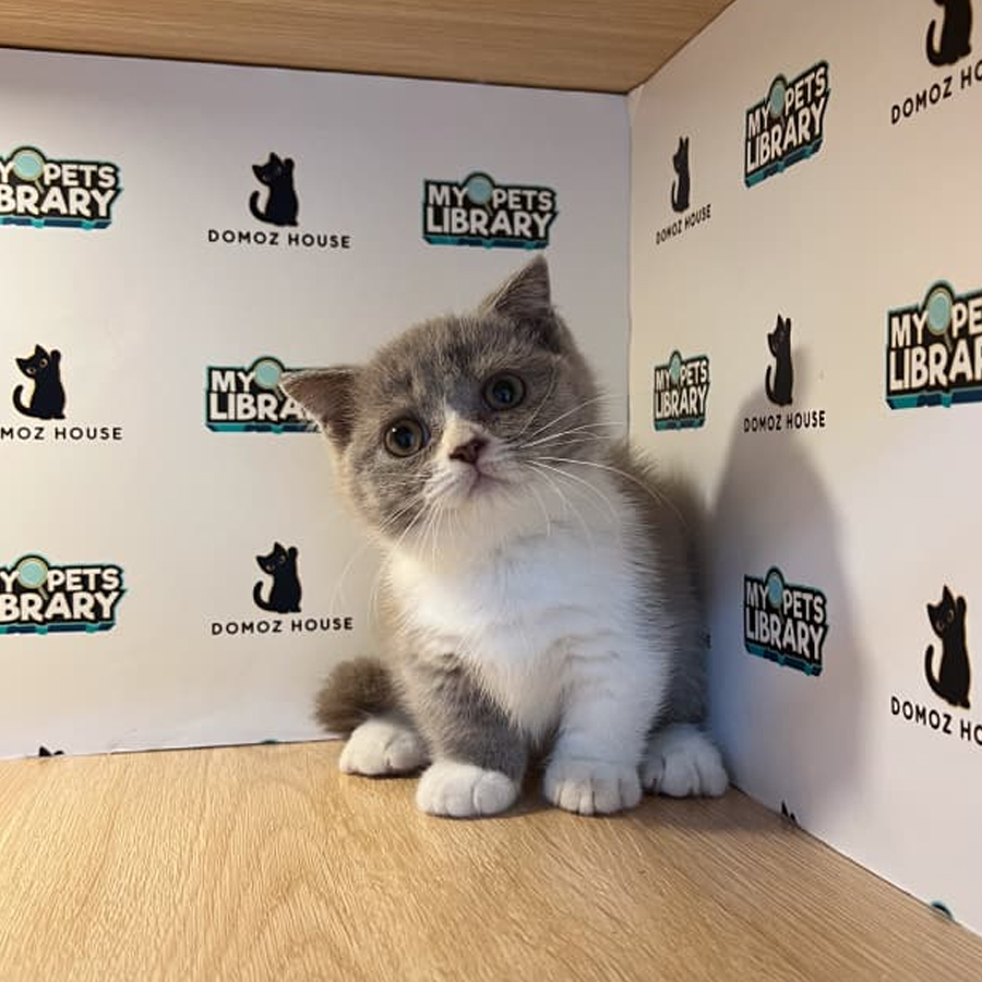 Munchkin Kilt Kitten