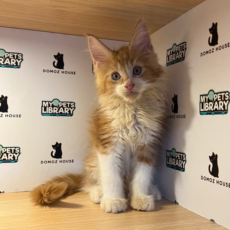 Maine Coon Kitten