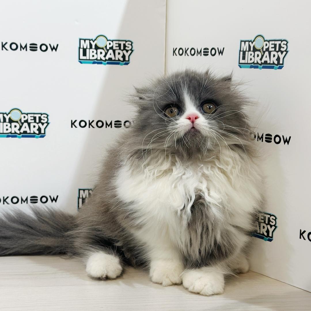 Super Short Minuet Napoleon Kitten