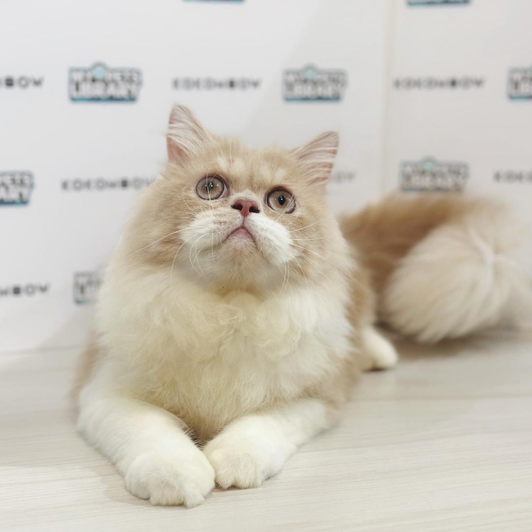 Persian Kitten