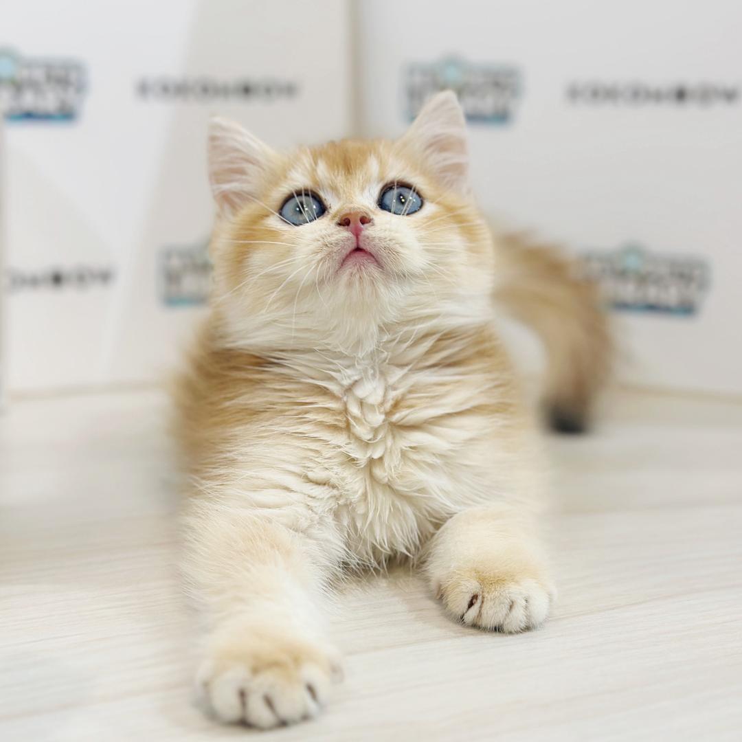 British Shorthair Kitten