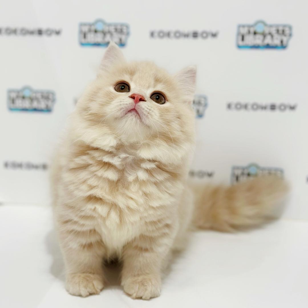 Super Short Minuet Napoleon Kitten