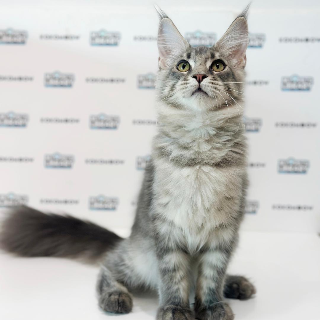 Maine Coon Kitten
