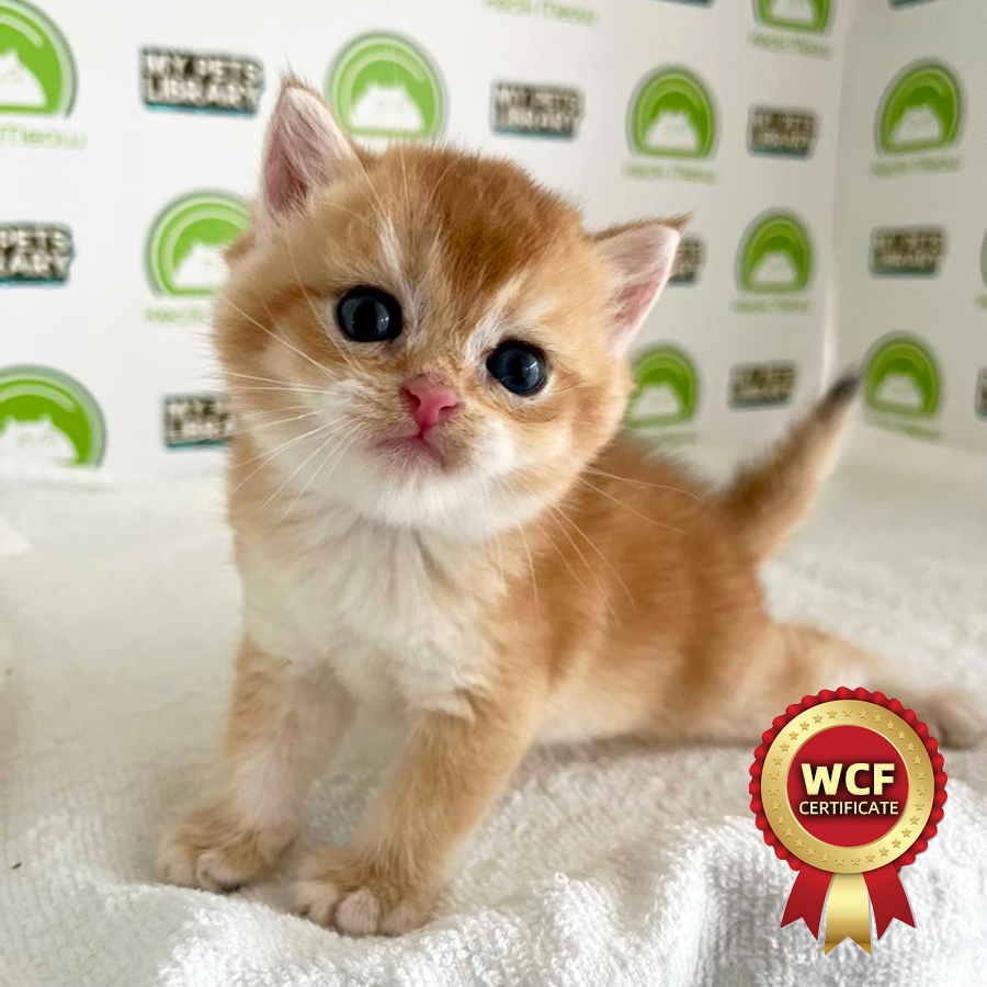 WCF British Shorthair Kitten
