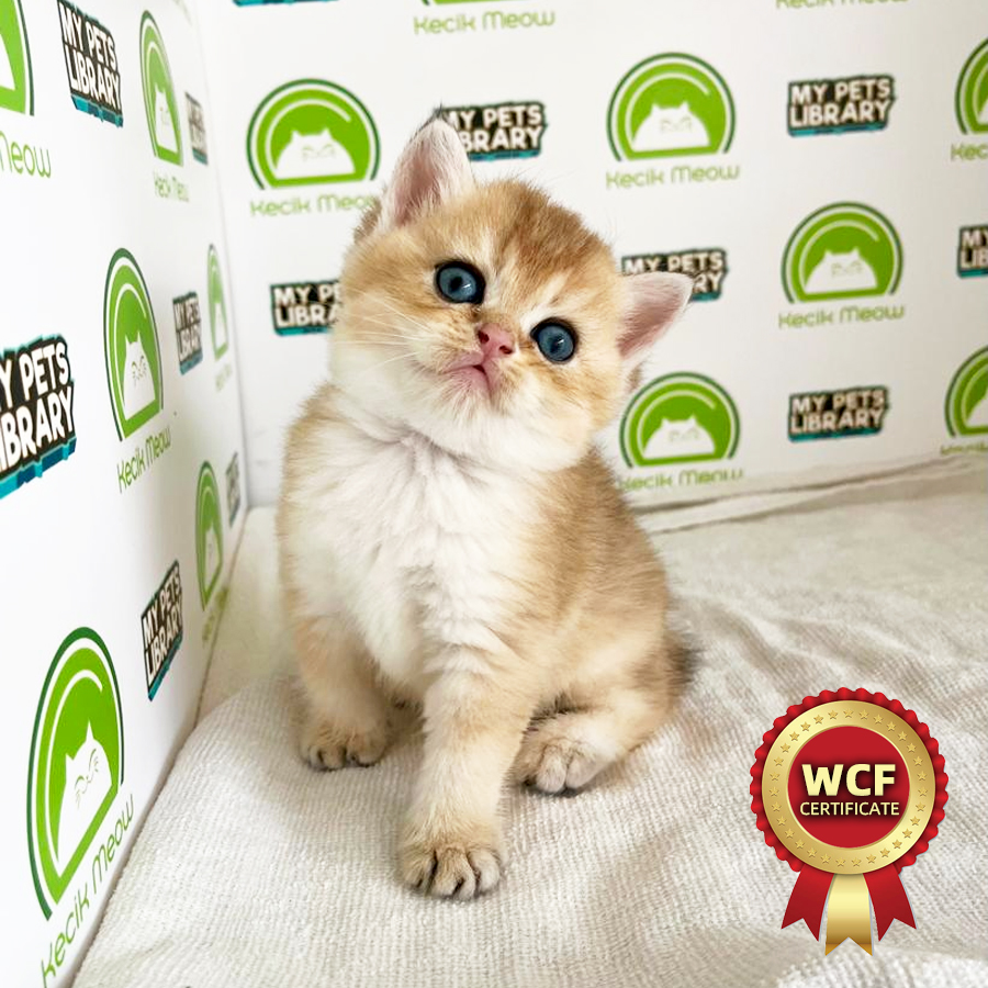 WCF British Shorthair Kitten