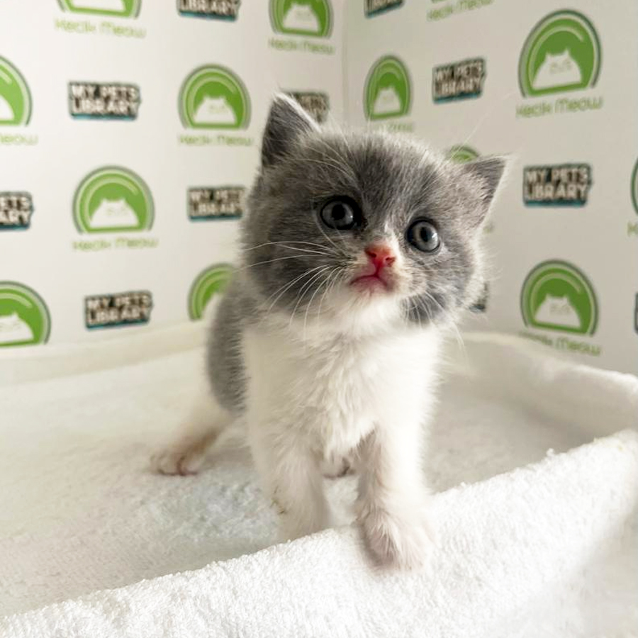 British Shorthair Kitten