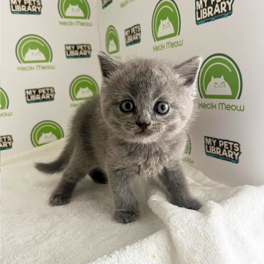 British Shorthair Kitten