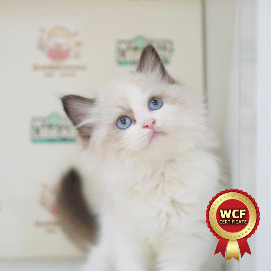 WCF Ragdoll Kitten