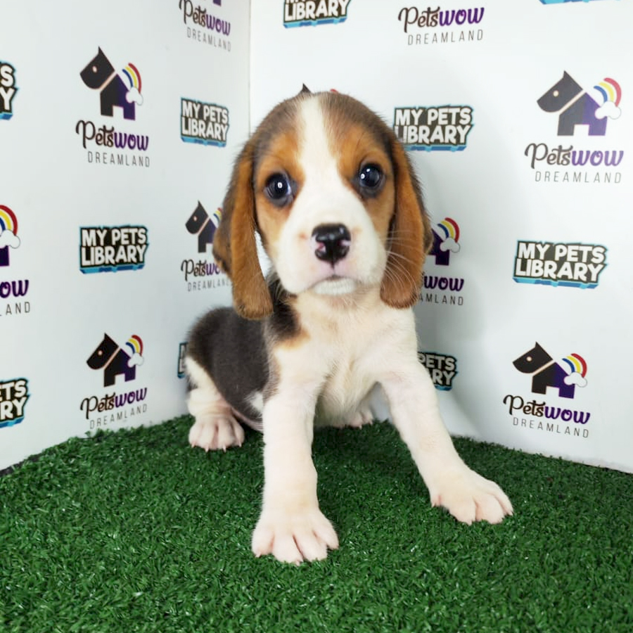 Beagle Puppy