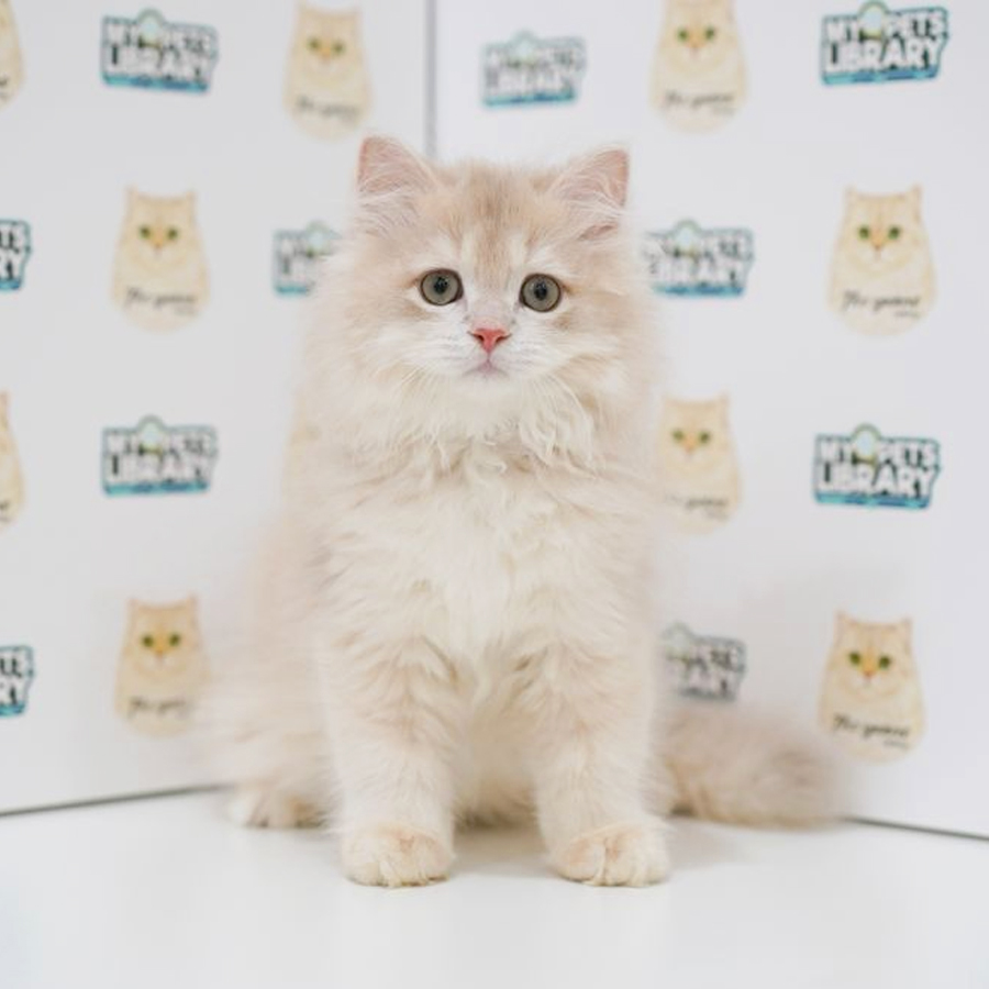British Longhair Kitten