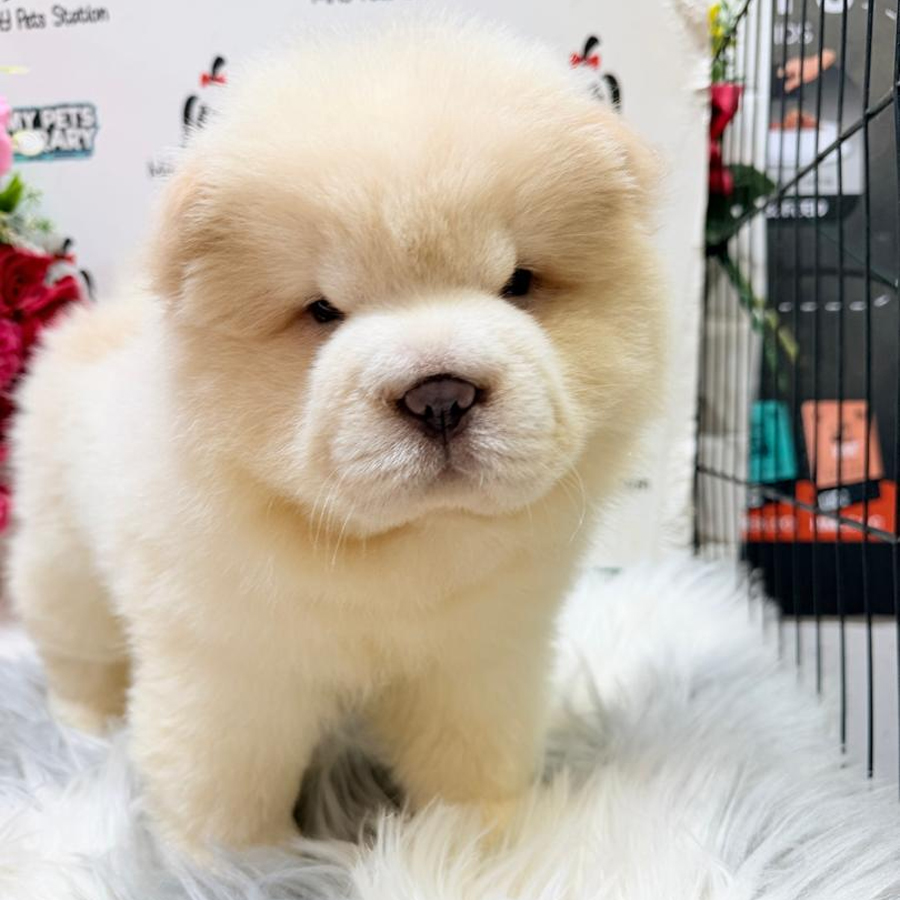 Chow Chow Puppy