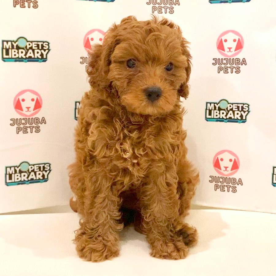Toy Poodle Puppy