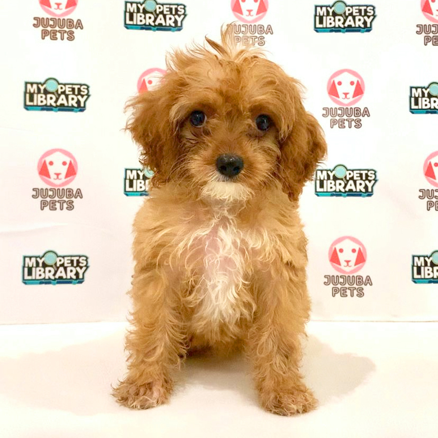 Cavapoo Puppy