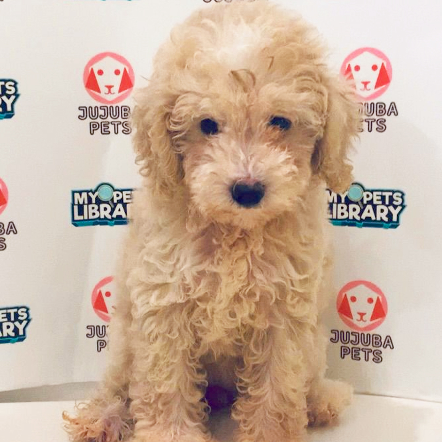 Toy Poodle Puppy
