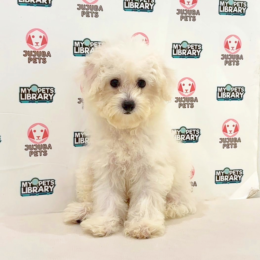 Poochon Puppy