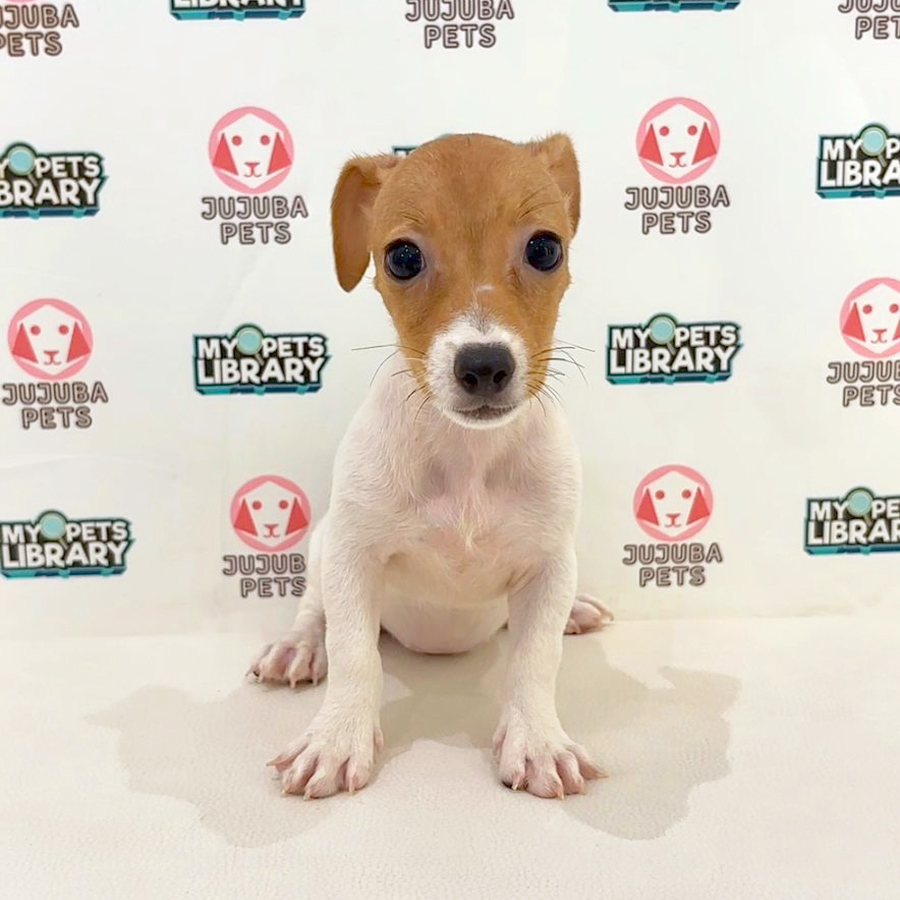 Jack Russell Puppy