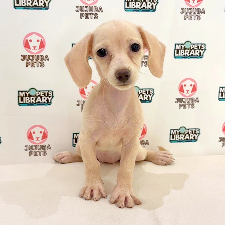 Dachshund Puppy