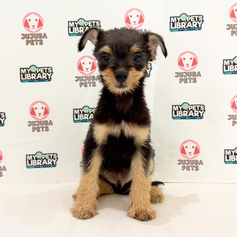Silkese Puppy