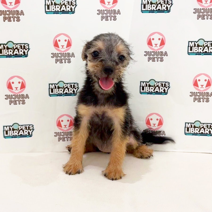 Silkese Puppy