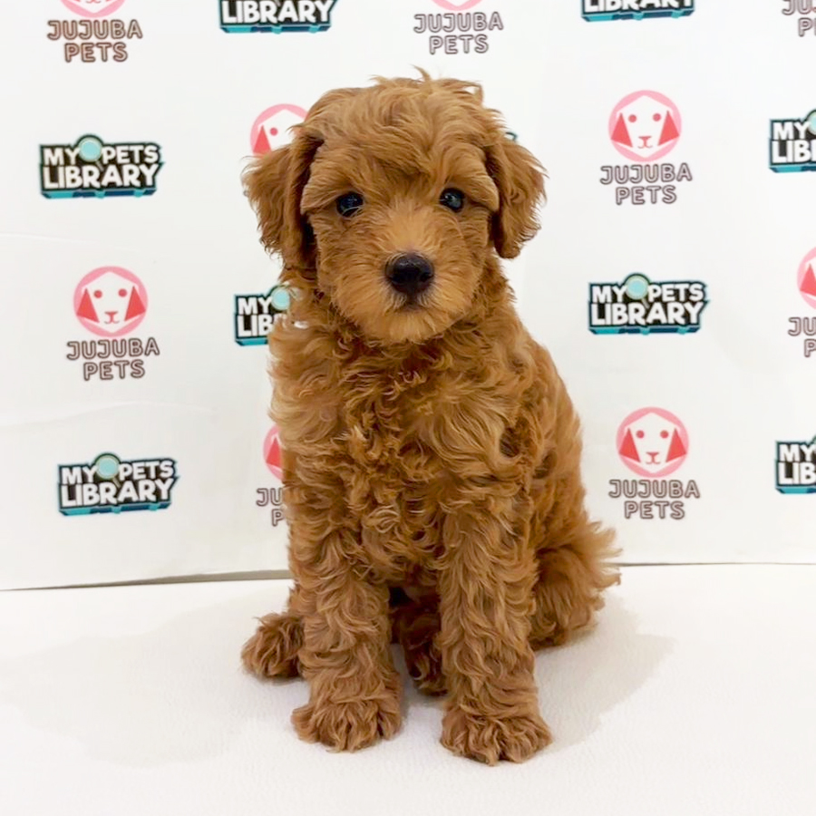 Toy Poodle Puppy