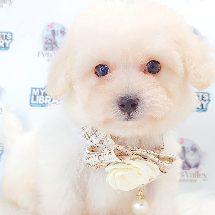 Bichon Frise Puppy
