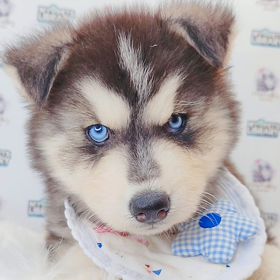 Wooly Husky Puppy