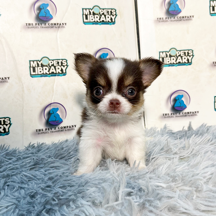 Long Coat Chihuahua Puppy