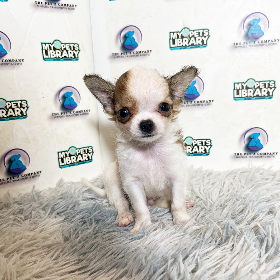 Long Coat Chihuahua Puppy