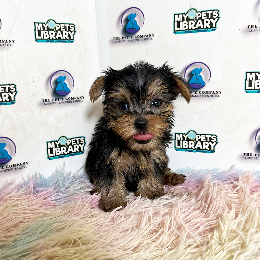 Yorkshire Terrier Puppy