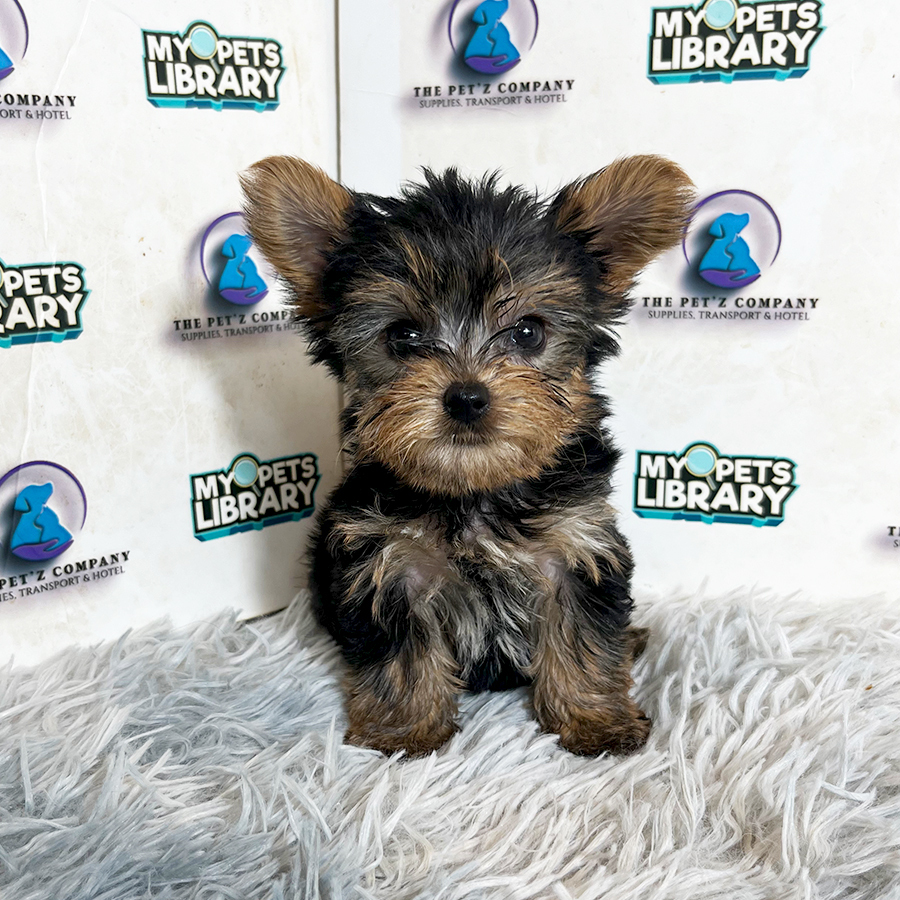 Yorkshire Terrier Puppy
