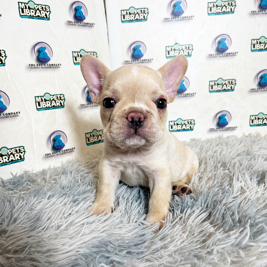 French Bulldog Puppy