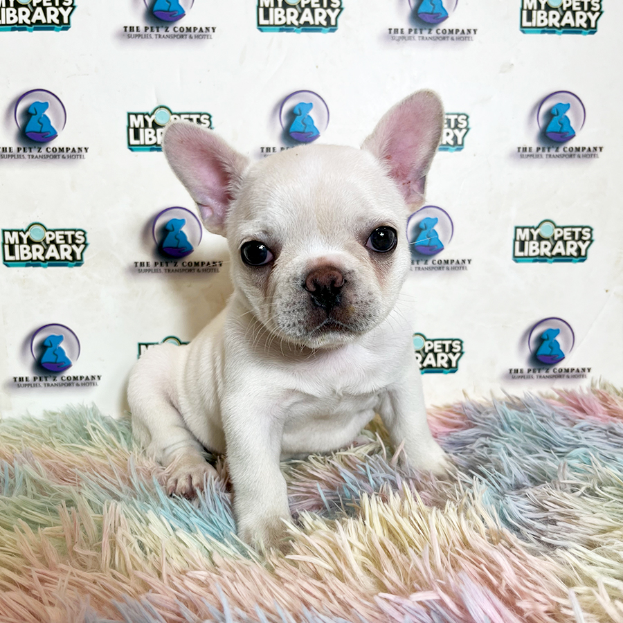 French Bulldog Puppy