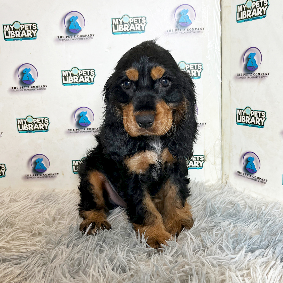 Cocker Spaniel Puppy