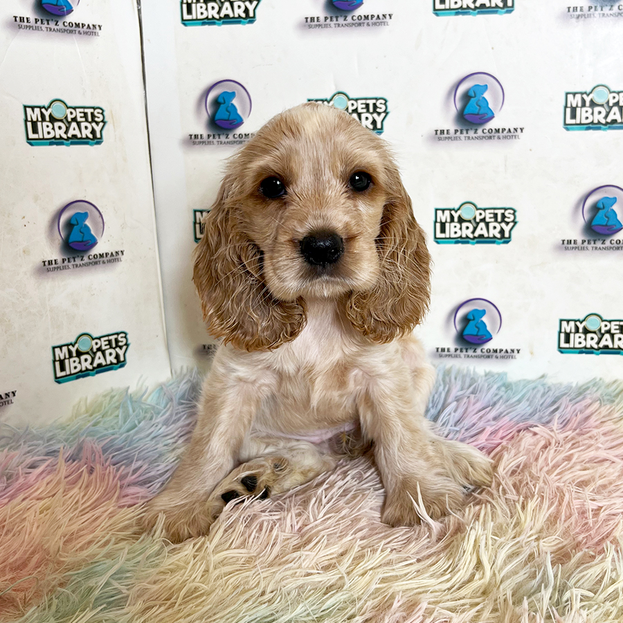 Cocker Spaniel Puppy