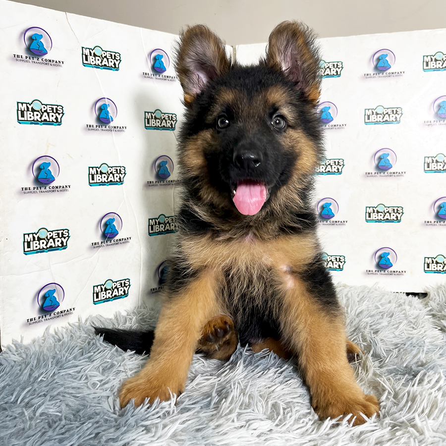 German Shepherd Puppy