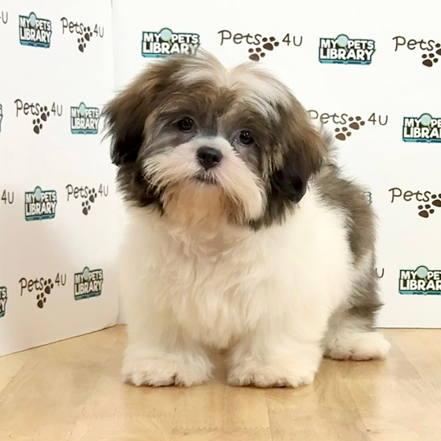 Shih Tzu Puppy