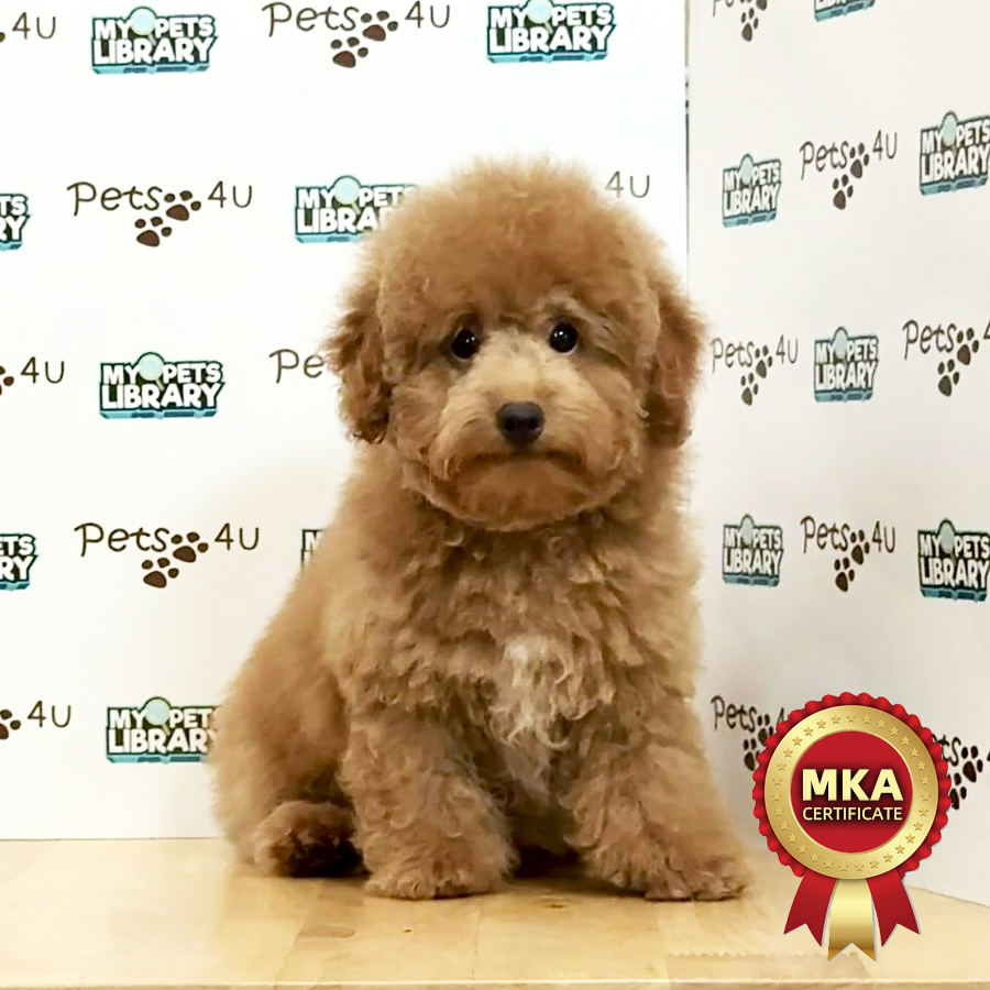 MKA Toy Poodle Puppy