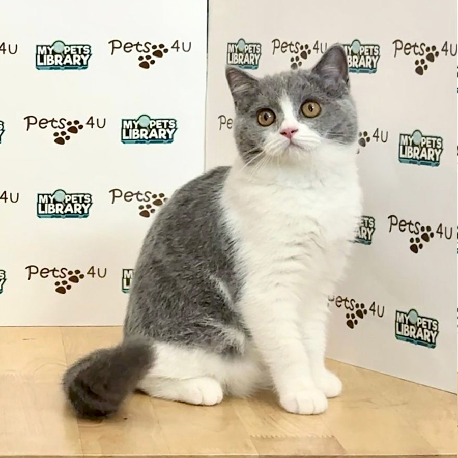 British Shorthair Kitten